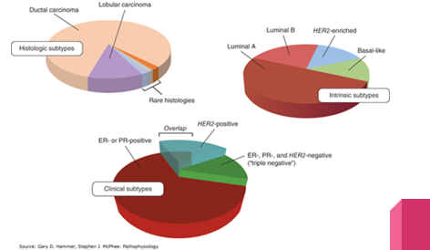 <ul><li><p>Can be classified by <span style="color: red;">histologic subtypes</span> (ductal or lobular), <span style="color: red;">clinical subtypes</span> based on hormone receptors (ER, PR, HER2), or <span style="color: red;">intrinsic molecular subtypes</span> (Luminal A, Luminal B, HER2-enriched, Basal-like).</p></li></ul><p></p><ul><li><p>Epithelial</p></li></ul><p></p>