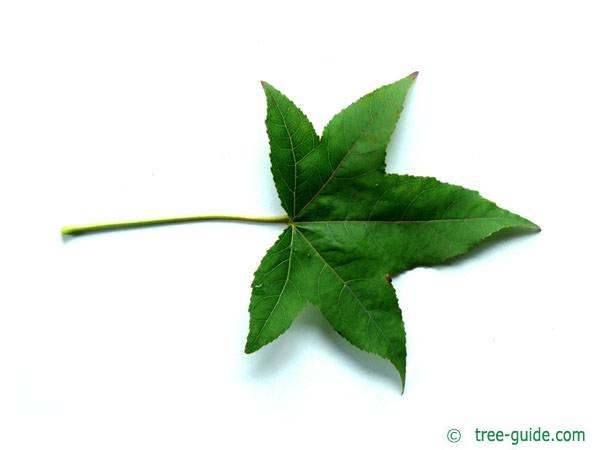 <ul><li><p>liquidambar stryaciflua</p></li><li><p>alternate</p></li><li><p>drop “gumballs”</p></li><li><p>lobed</p></li></ul><p></p>