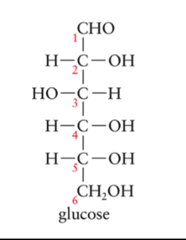 <ul><li><p>Known as blood sugar since it’s transported by the blood to body tissues for energy requirements</p></li><li><p>Other sugars are absorbed by the liver and converted to glucose</p></li><li><p>Commonly used as sweetener, and baby foods</p></li></ul><p></p>