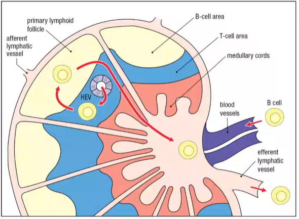 <p><strong>pt 1: in order for B cells to [1] and survive, they must enter [2] [3] tissue</strong></p><ol><li><p>entrance through [4] [4] [4] (HEV) first to get into the lymph node</p></li><li><p>reach [5] cell area to be recruited by chemokines</p></li><li><p>then, B cells enter the [6] [3] follicle</p></li><li><p>if B cells detect Ag, they stay here and multiply into germinal centers in the [6] [3] follicle</p></li></ol><p></p>