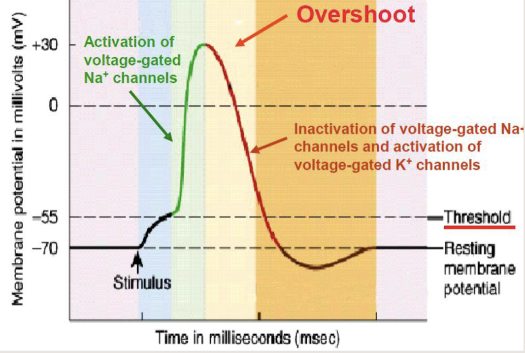 <p>What is happening during the orange period?</p>