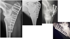 <p>What is the prognosis of olecranon fractures in horses?</p>