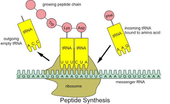 <p>What does tRNA do?</p>