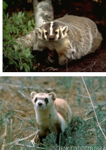 <p>Badgers, otters, weasels, and</p><p>martens.</p>
