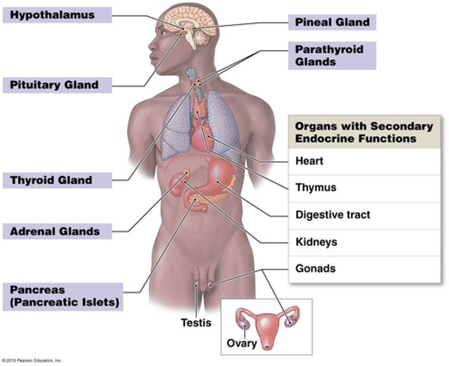 <p>Hypothalamus, pituitary gland, and pineal gland.</p>