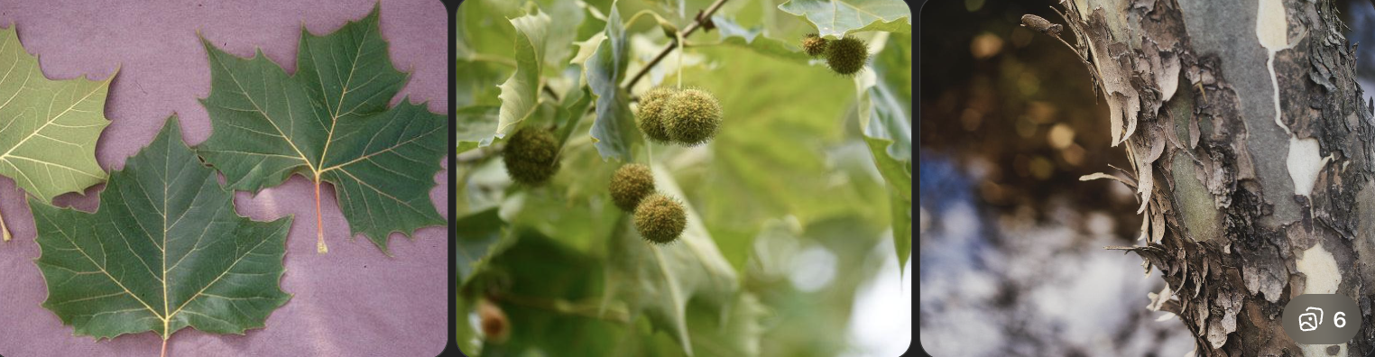 <p>Identify this tree</p>