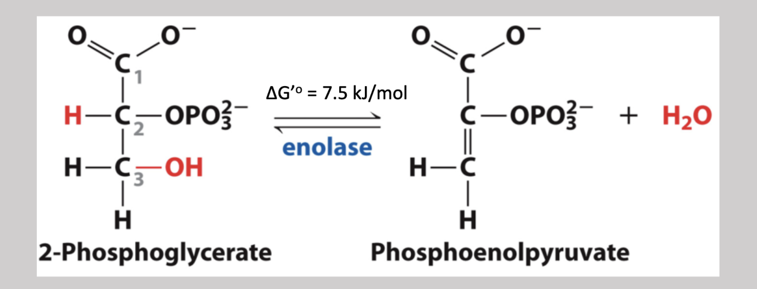 <p>Ninth step reversible dehydration pathway that removes an H from carbon-2 and an OH from carbon-3, and in turn generates a double C=C bond as well as yields a water molecule → 2-phosphoglycerate → phosphoenolpyruvate </p>