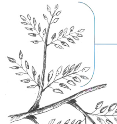 <ul><li><p>Pinnatifid edge or bipinnately divided edge</p></li></ul><p></p>