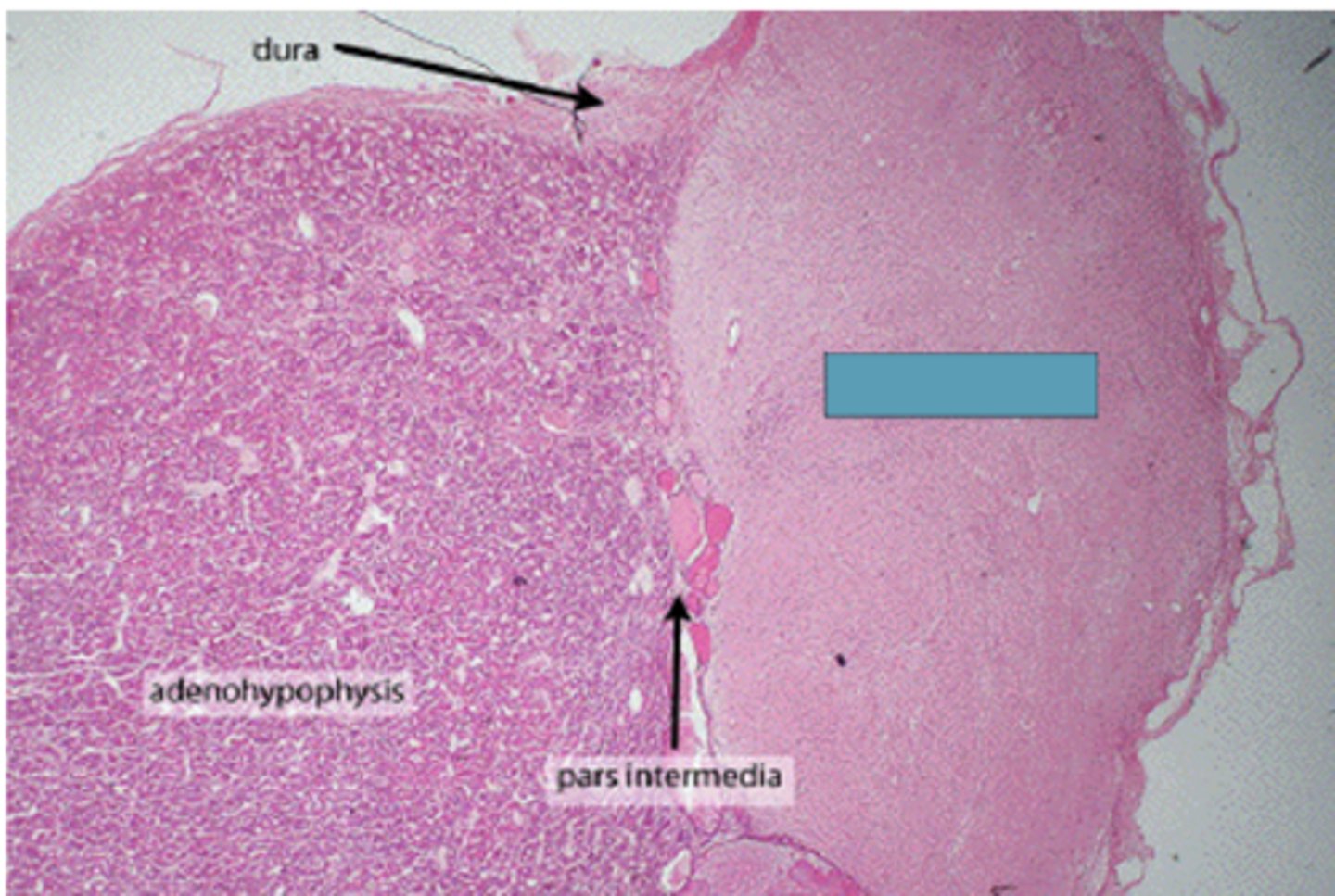 <p>Identify the region of the organ</p>