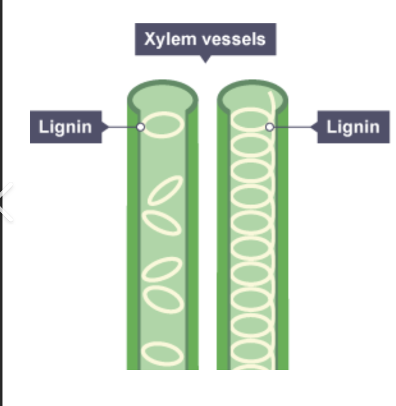 <p>describe adhesion / capillary in the xylem </p>