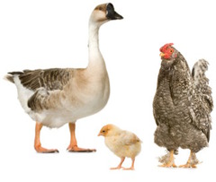 <p>poultry</p>