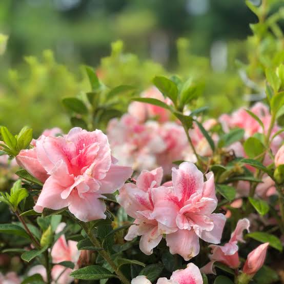 <p>flowers, shrubs — The ______ bloomed</p>