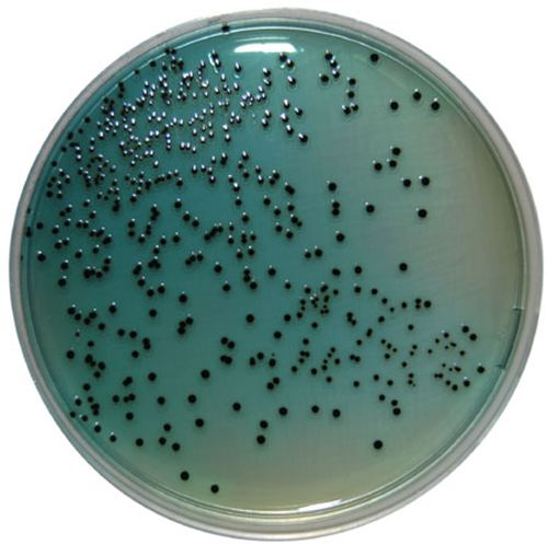 <p>What agar is this</p>