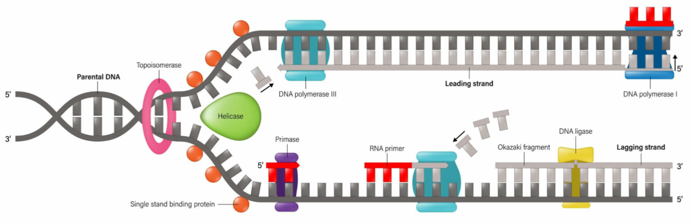 <p>It unwinds or unzips the DNA’s double helix structure</p>