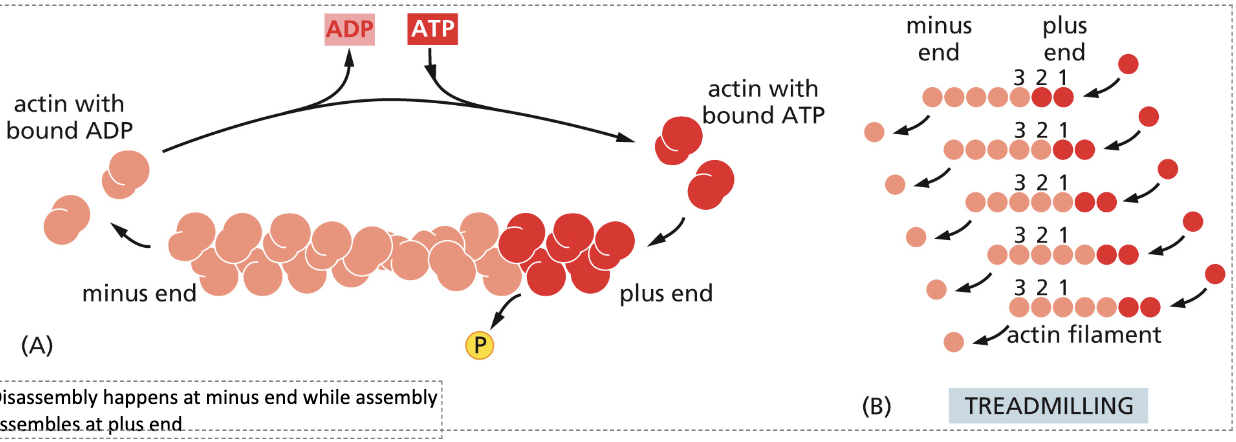 <p>The disassembly of actin bound with ADP on the minus end, while assembly occurs with actin bound to ATP on the plus end.</p>