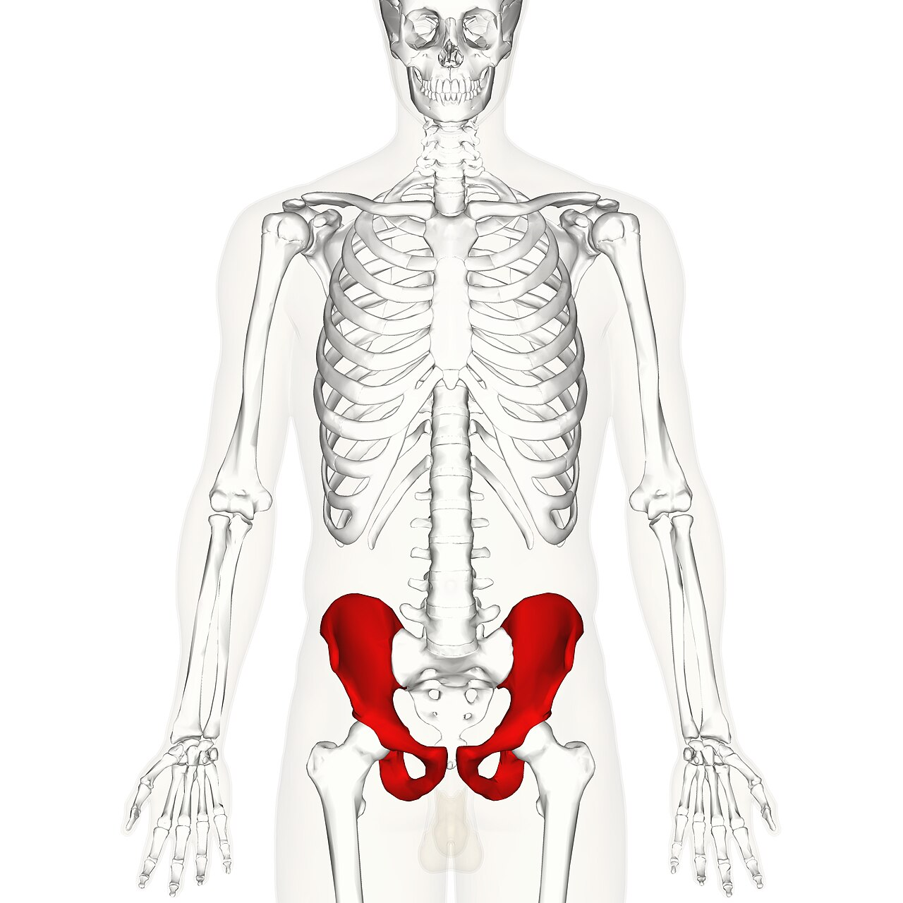 <p>What bone is this?</p>
