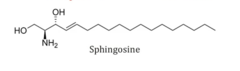 <p>- Long chain amino alcohol</p>