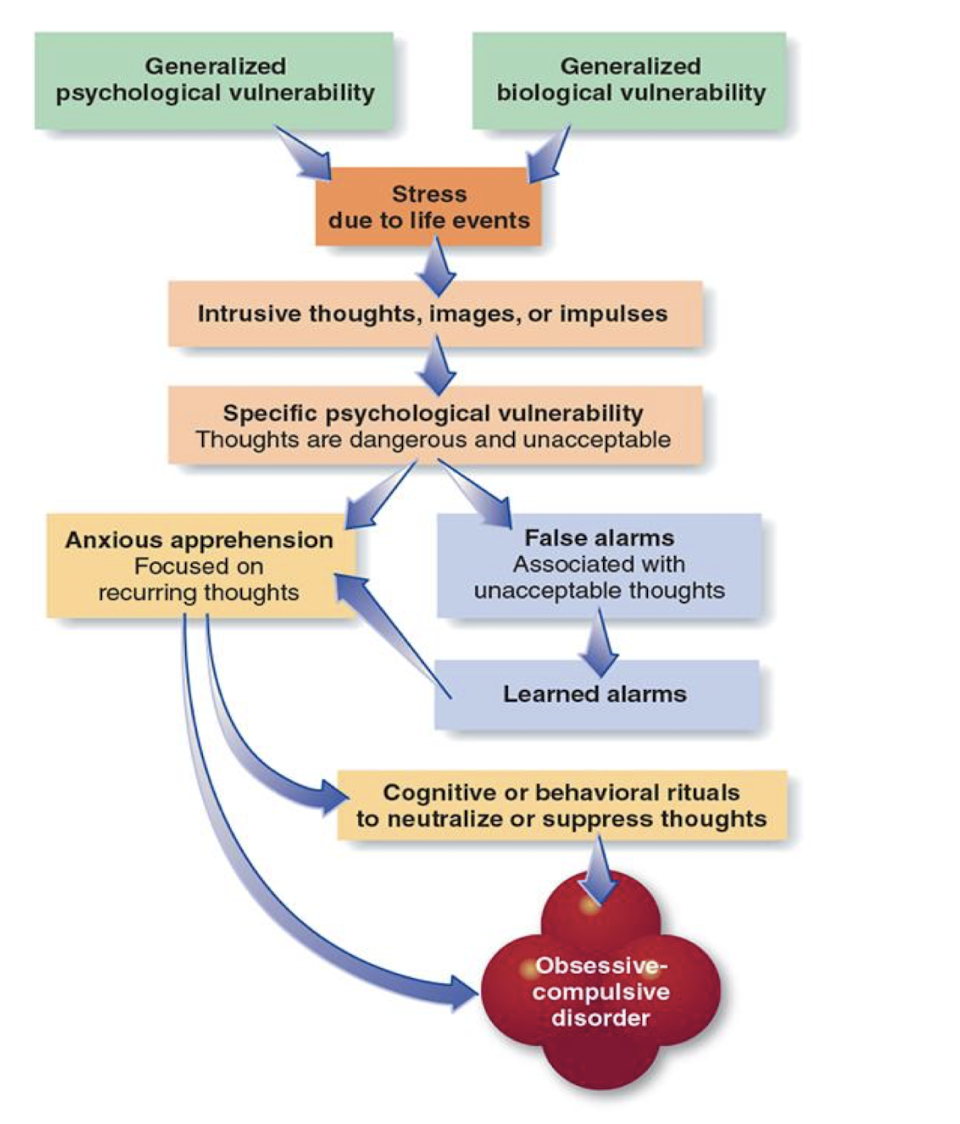 <ul><li><p>generalised psych + bio vulnerability → stress → intrusive thoughts/images/impukses</p></li><li><p>Specific psych vulnerability → anxious apprehension / false alarm + learned alarms</p></li><li><p>Anxious apprehension → cognitive/behavioural rituals → OCD </p></li></ul><p></p>