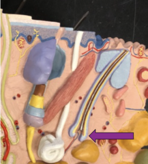 <p>The rounded, club-shaped part of hair located at the end of the hair root</p>