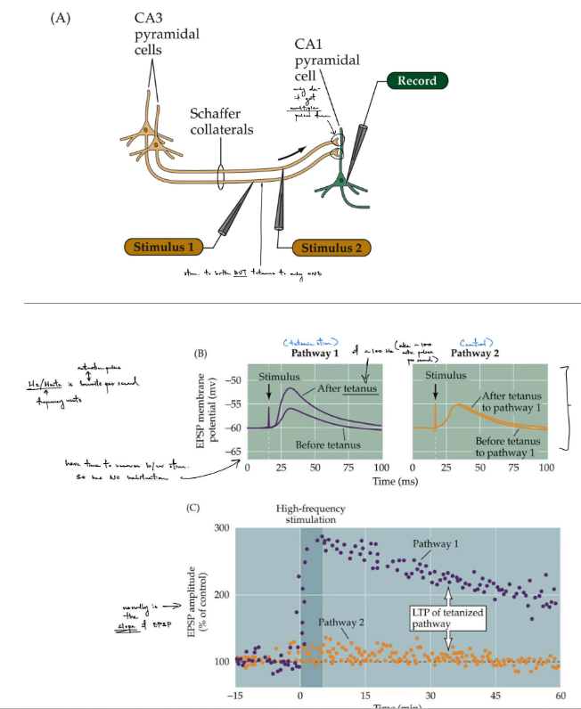 <p>you apply a stimulus to both axons, but one has <strong>tetanic stimulation</strong> (brief, high frequency stim.) while the other is the <strong>control</strong></p><ul><li><p>want to <u>see if the pathway w/ tetanic stim. on CA3 induces a LTP on CA1</u> (seen if that pathway’s response increases)</p></li><li><p><u>if the control pathway doesn’t change</u>, then the LTP is<strong> <u>input-specific</u> </strong></p><ul><li><p>(aka <strong><u>ONLY the tetanized pathway shows enhancement/increased response</u></strong>)</p></li><li><p>(aka strong stimulation is specific to that synapse/pathway)</p></li></ul></li></ul><p>__</p><p>EPSP amplitude is usually the <u>slope of the EPSP</u></p><div data-type="horizontalRule"><hr></div><p>(picture shows pathway 1 w/ tetanic stim. &amp; pathway 2 as control)</p><ul><li><p>tetanized of ~100 Hz (aka activation pulses per sec.)</p></li></ul><p>pathway 1 has <u>time to recover</u> b/w stimuli SO <u>no habituation</u> occurs</p><p></p>