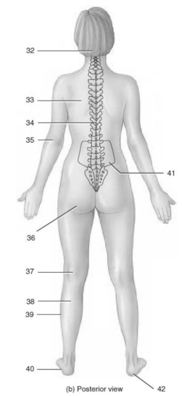 <p>What is the anatomical part given in number 42?</p>