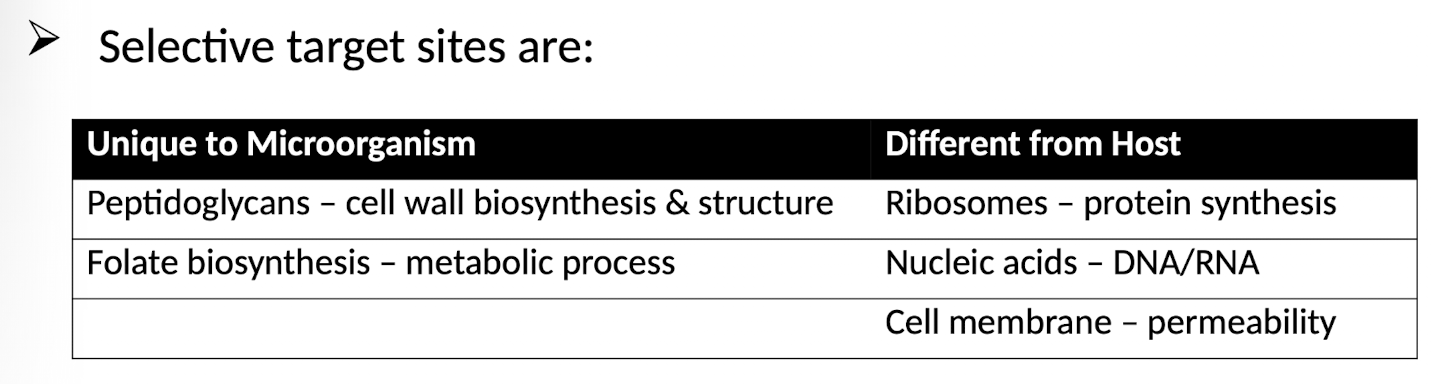 <p>Common targets include bacterial cell walls, protein synthesis machinery (ribosomes), nucleic acid synthesis pathways, and metabolic pathways that are absent or significantly different in host cells.</p>