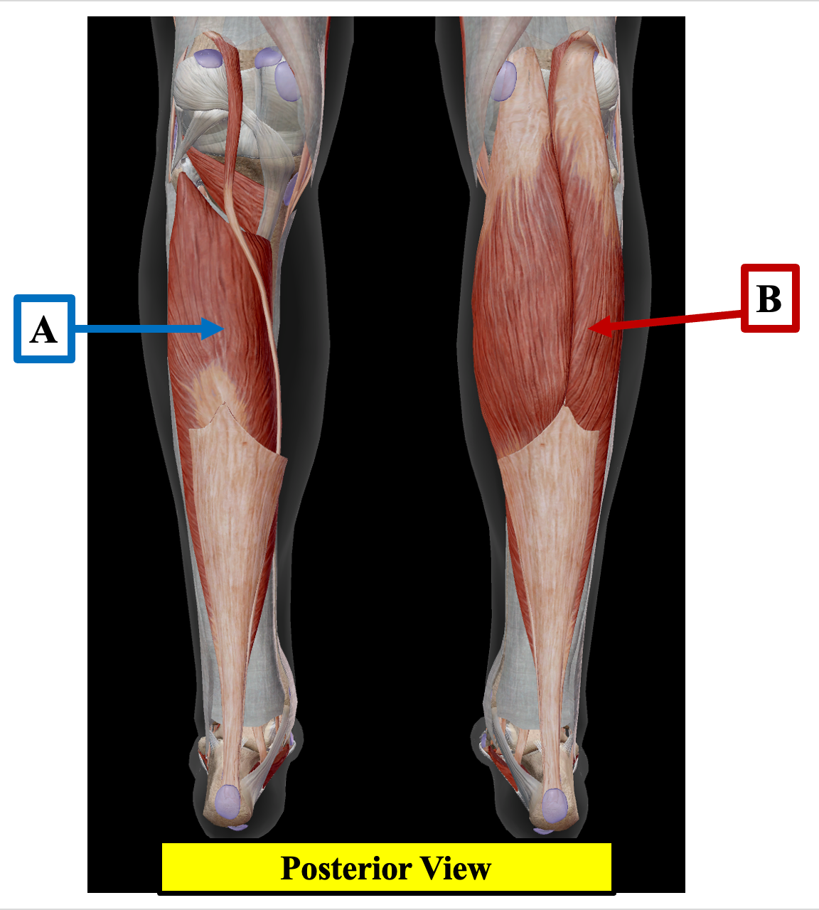 <p>Identify the name of the muscle that label A is pointing to.</p>