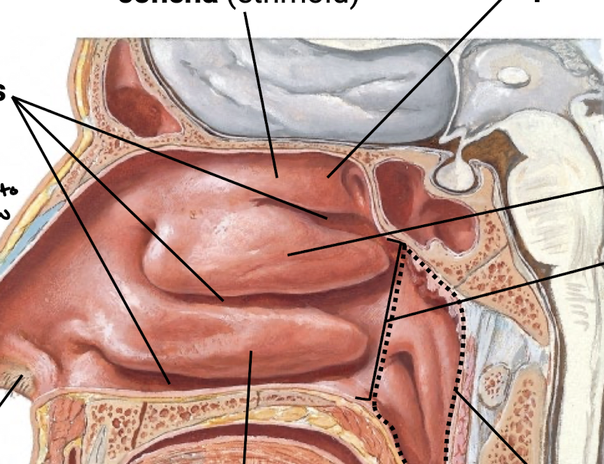 <p>Know the spaces in the nasal cavity.</p>