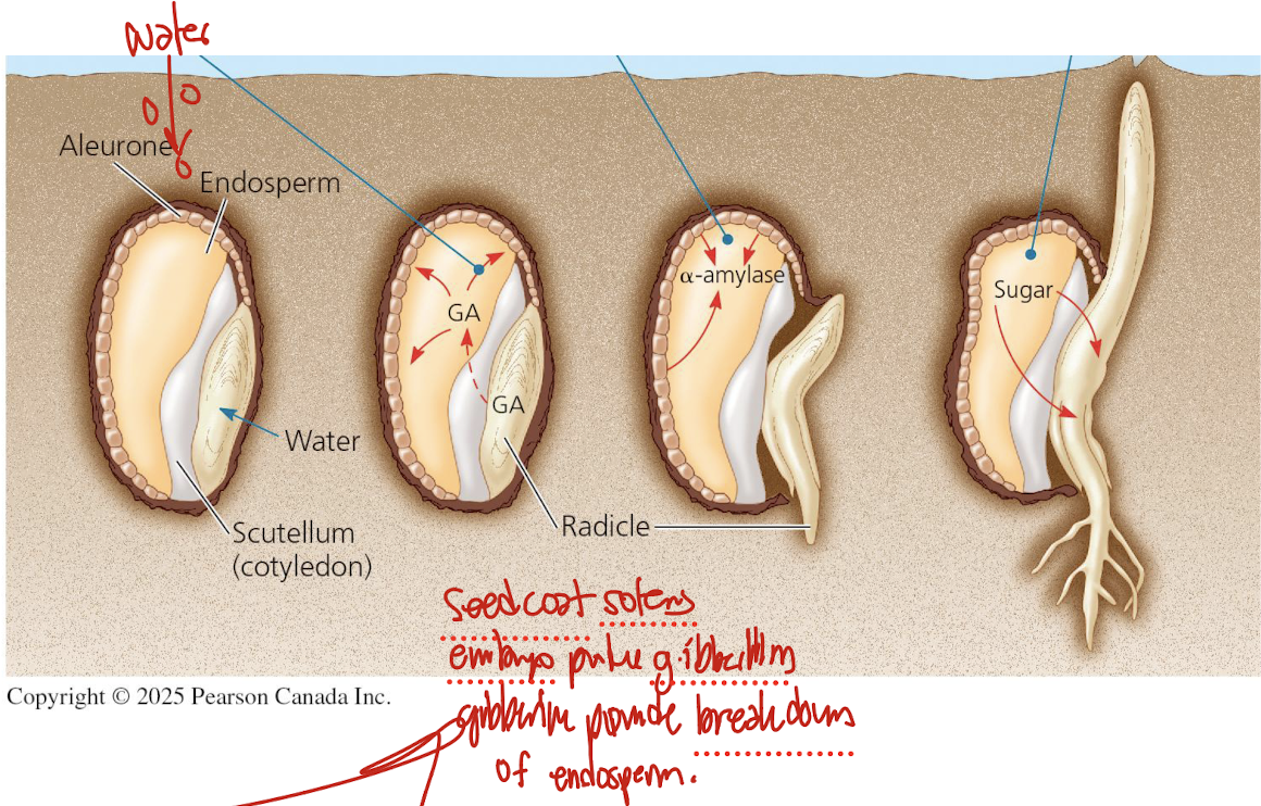<ul><li><p>signals seed to break dormancy, stimulates digestive enzymes for endosperm breakdown</p></li></ul><p></p>