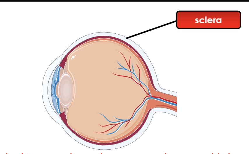 <p>Tough, white outer covering of the eye that protects it and helps maintain its shape.</p>