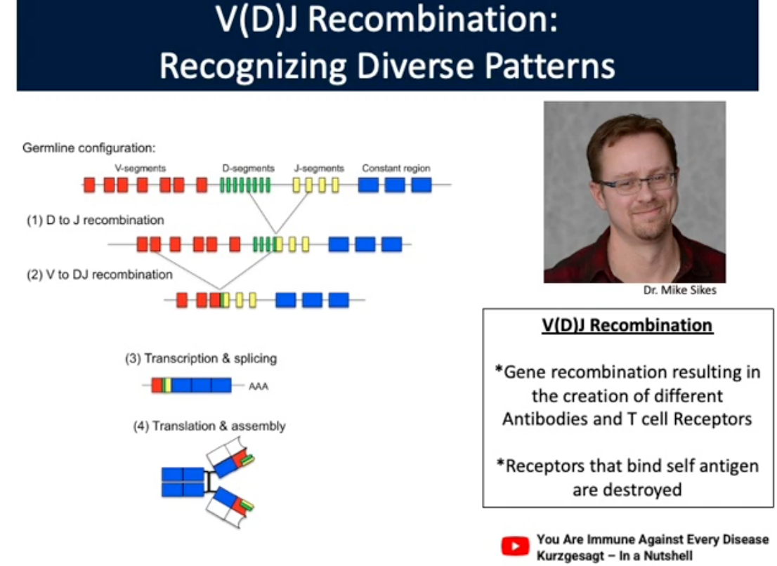 <p>V(D)J Recombination</p>