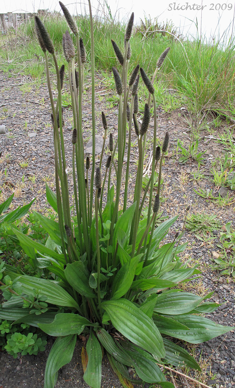 <p>Identify the weed</p>