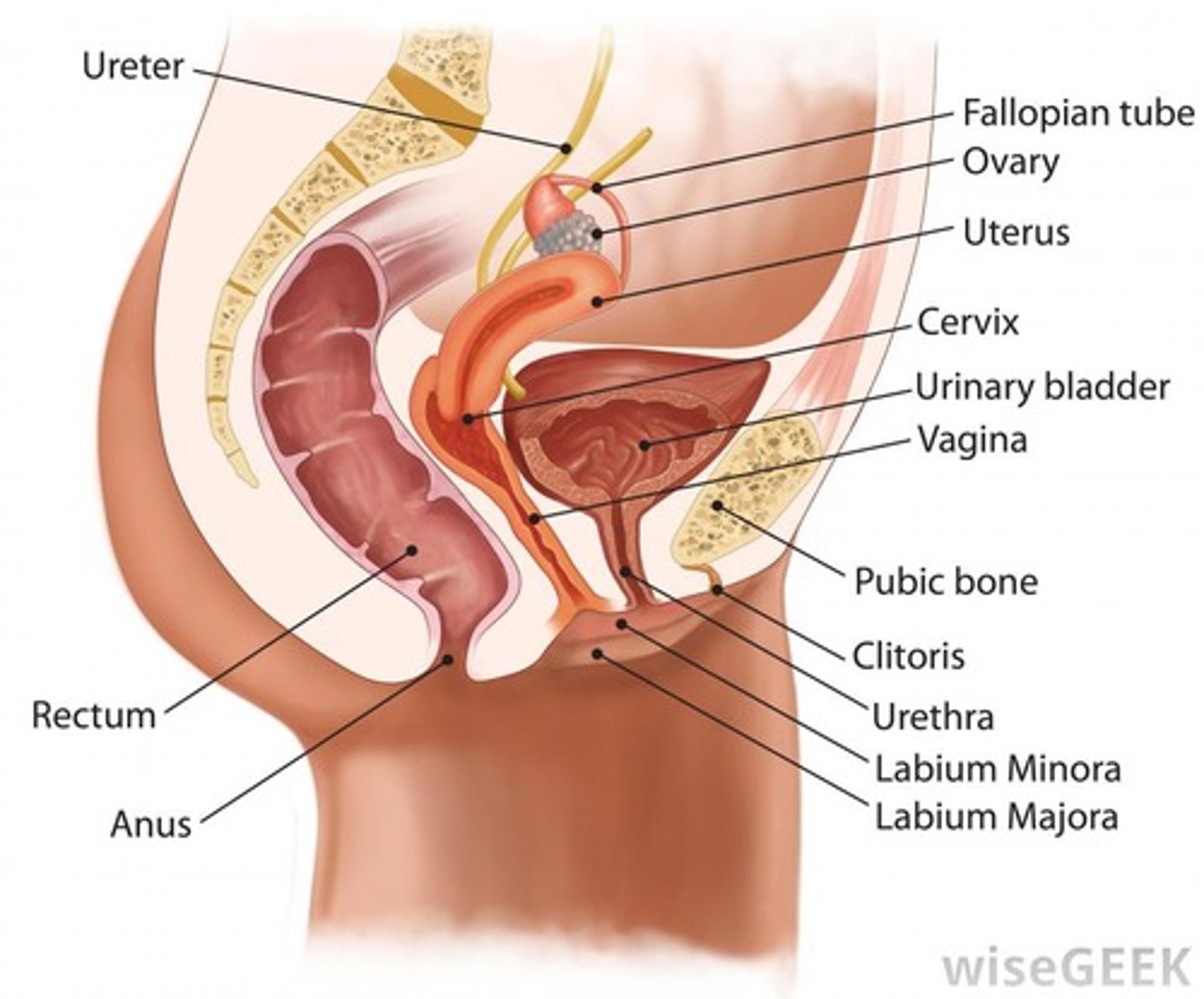 <p>anal</p>