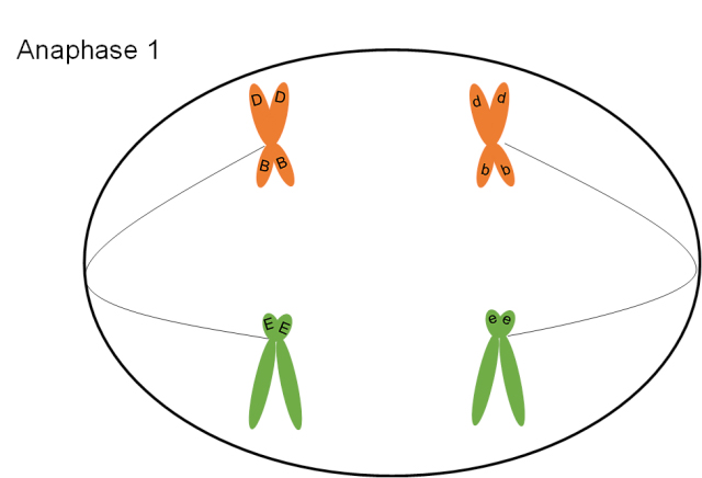 <p>spindle fibers pull replicated chromosomes to opposite sides</p>