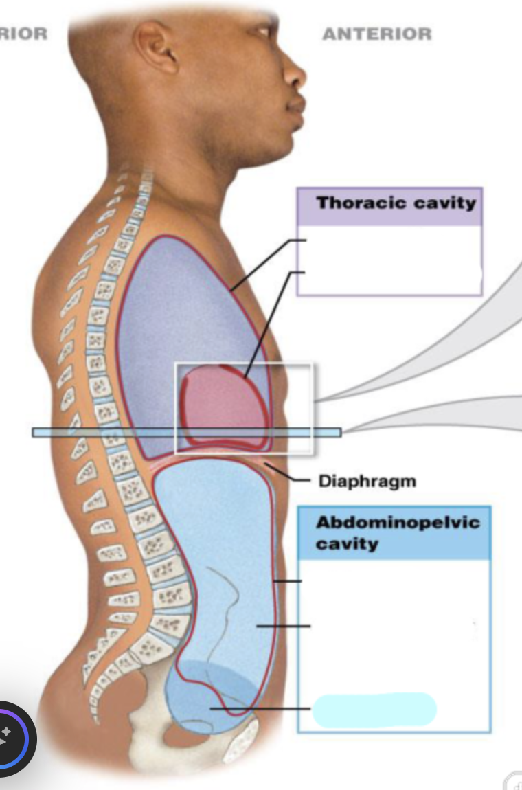 <p>what is this</p>