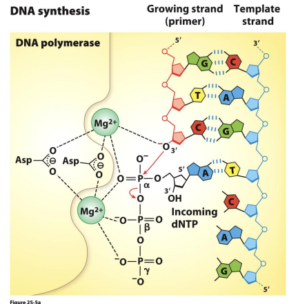 <ul><li><p><span>The free</span></p><p><span><strong>3’-hydroxyl (-OH</strong></span></p><p><span><strong>) group</strong> of the growing chain attacks the <strong>alpha-phosphate</strong> of the incoming deoxynucleoside triphosphate (dNTP).</span></p></li><li><p><span>This reaction releases a molecule of <strong>pyrophosphate</strong> (PPi</span></p><p><span>).</span></p></li><li><p><span>The subsequent breakdown of that pyrophosphate into two inorganic phosphates provides the <strong>energy</strong> (enthalpy) that makes the polymerization reaction irreversible.</span></p></li></ul><p></p>