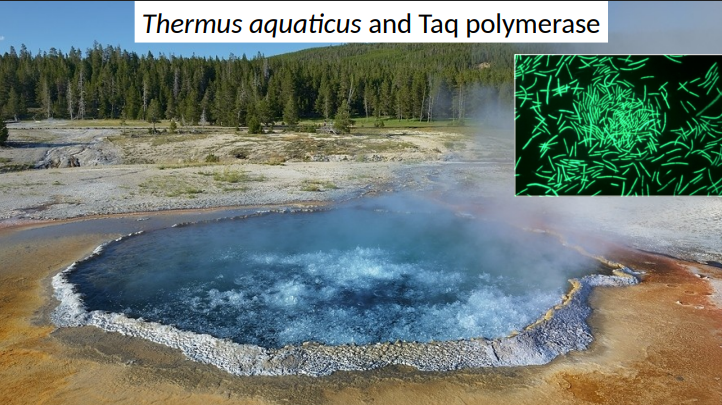 <p>Thermus aquaticus and Taq polymerase</p>