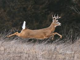 <p>Weigh: Bucks 130–300 lbs; does 90–200 lbs</p><p>Outside breeding season: Matrilineal doe–fawn groups; bucks disperse by ~1 year. Small bachelor groups (2–4) form in summer.</p><p>Rut system: Serial polygyny. Bucks compete for and guard individual receptive does (~24–48 hr estrus), no harems. Late fall to early winter (Nov–Jan).</p><p>Reproduction: ~200-day gestation; 1–3 fawns born late May–June, hidden by doe.</p><p>Other notes: Rut peaks Oct–Dec (often November). Winter aggregation around food can occur loosely. </p><p class="font-claude-response-body break-words whitespace-normal leading-[1.7]"></p>