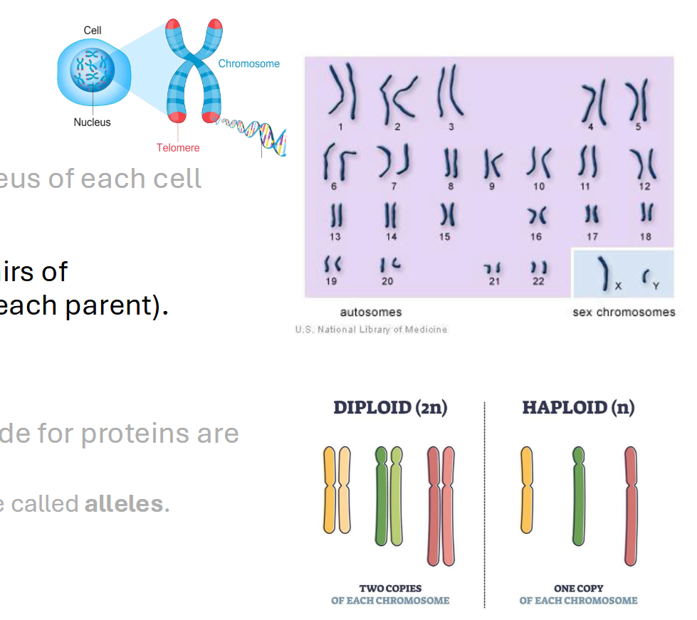 <p><span>DNA - Chromosomes</span></p>