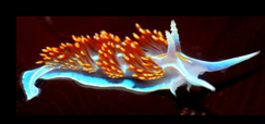 <p>Which phylum, class, and subclass does this belong to?</p>