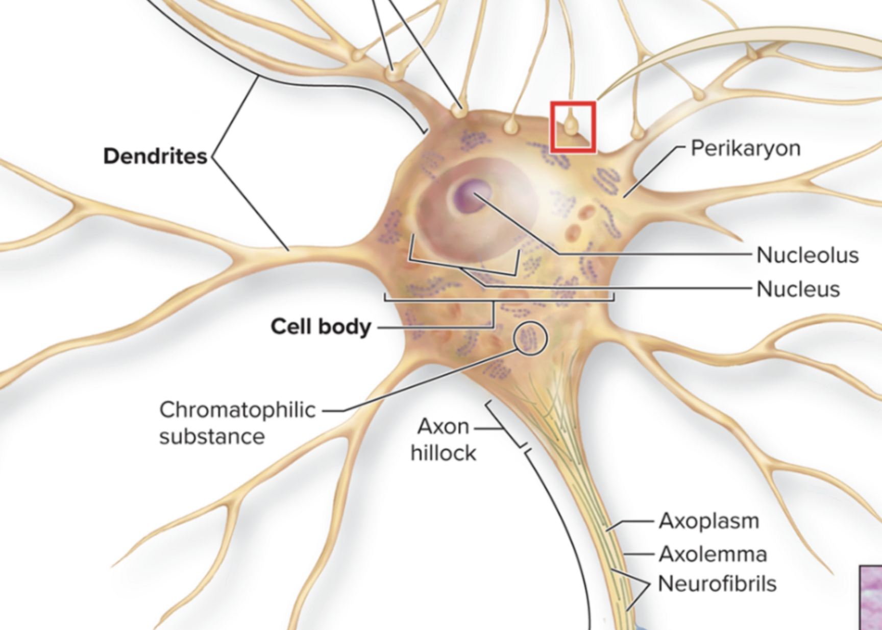 <p>Where is the cell body? </p>