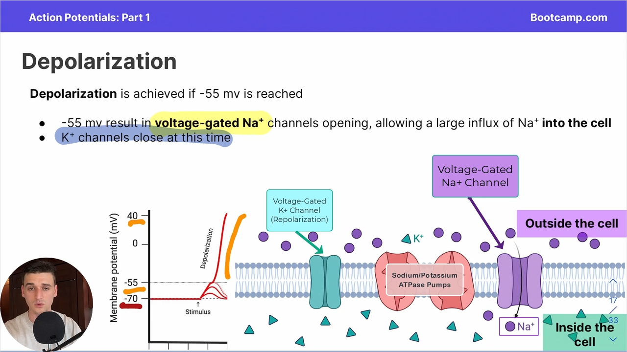 <p>-55 mV results in a voltage gates Na+ channel opening, allowing a large influx of NA+ into the cell, with K+ channels closing </p>