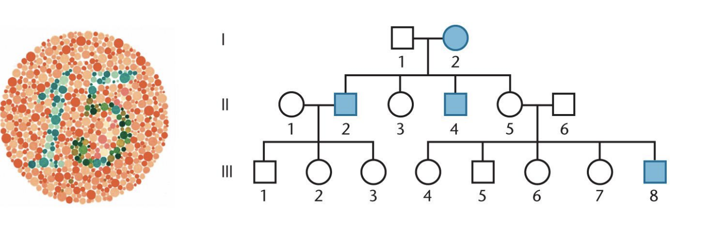 <ul><li><p>X chromosome-linked</p></li><li><p>all sons</p></li><li><p>daughters</p></li></ul><p></p>
