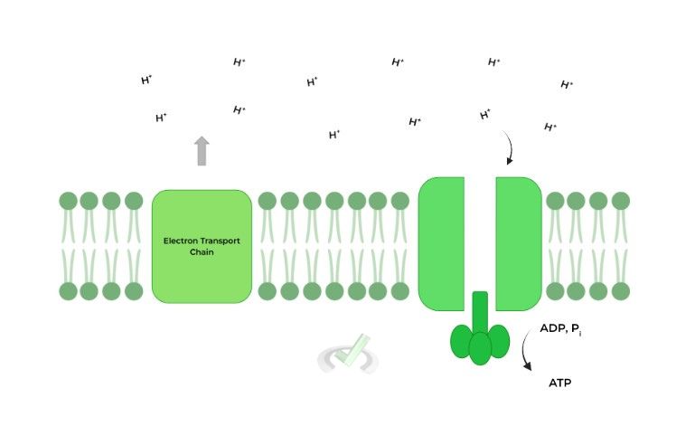 <p>Transport - the movement of substances within an organism</p><p>ATP synthase - high energy reduced molecules donate electrons to complexes in membrane. Electron is transferred thru membrane and brings H+ w/ it. H+ is turned into potential energy, which can be used to do work. Energy from the moving H+ is used to catalyze the reaction between ADP and inorganic phosphate to make ATP. This is phosphorylation</p>