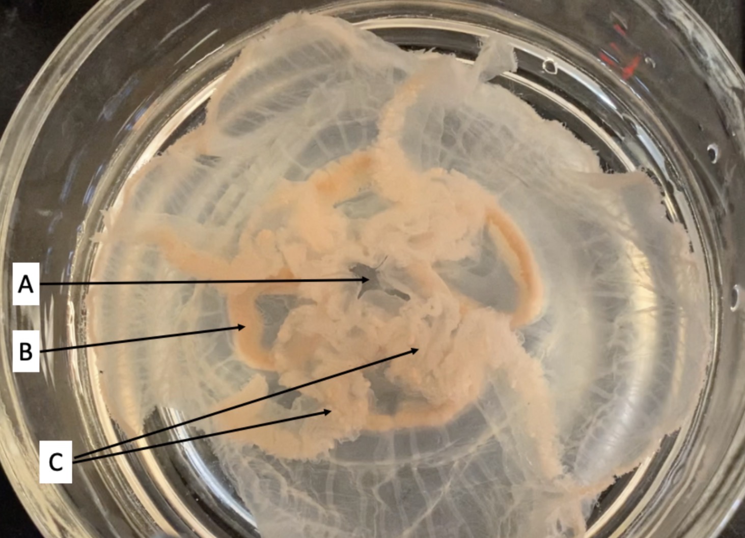 <p>Identify structure A</p>