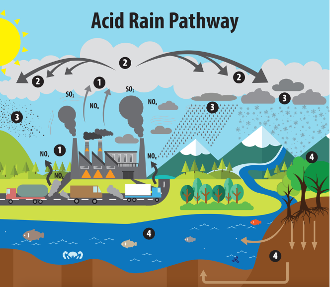 <p>Acid rain:</p>