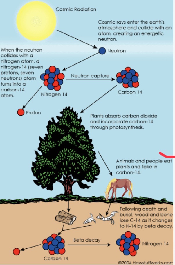 <p>How does carbon-14 form in our atmosphere</p>