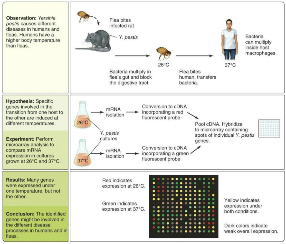 <ul><li><p>An example of this method in use is comparison of mRNA expression profiles in <em>Y. pestis </em>microbes growing at flea or human body temperatures.</p></li><li><p>The identified genes are candidates for future research because they may be important for causing disease.</p></li></ul><p></p>