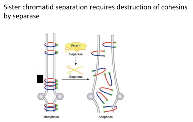 <ul><li><p><strong>loss </strong>of the <strong>cohesin SMC </strong>proteins that bind sister chromatids together allows for chromosome separation</p></li><li><p>when the anaphase-promoting complex (<strong>APC</strong>) is <strong>activated </strong>by <strong>Cdk</strong>, it <strong>ubiquitinates </strong>the <strong>securin </strong>protein</p></li><li><p>this tags securin for <strong>degradation </strong>by <strong>protease</strong>, releasing the <strong>separase </strong>enzyme, which <strong>destroys cohesin</strong></p></li><li><p>the APC also <strong>degrades cyclin B</strong> (by ubiquitination → protease break down) to <strong>deactivate </strong>Cdk so that mitosis can’t be reinitiated</p></li></ul><p></p><ul><li><p>unattached kinetophores are bound by the <strong>mitosis arrest deficient </strong>protein (Mad), which <strong>blocks </strong>the <strong>APC </strong>if any one kinetochore is not attached/aligned</p></li><li><p>this <strong>prevents </strong>chromosome separation if there is a single error (positive signal)</p></li></ul><p></p>