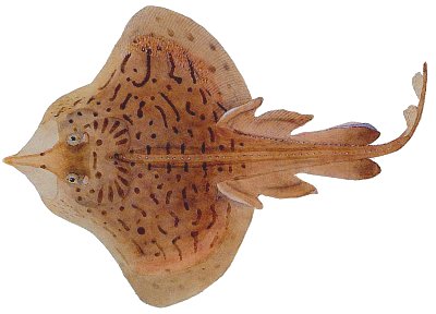 <p>Rajiformes</p><p>Slender tail, no sting, tail has two small dorsal fins and a tiny caudal fin, oviparous </p><p>Example: clearnose skate </p>